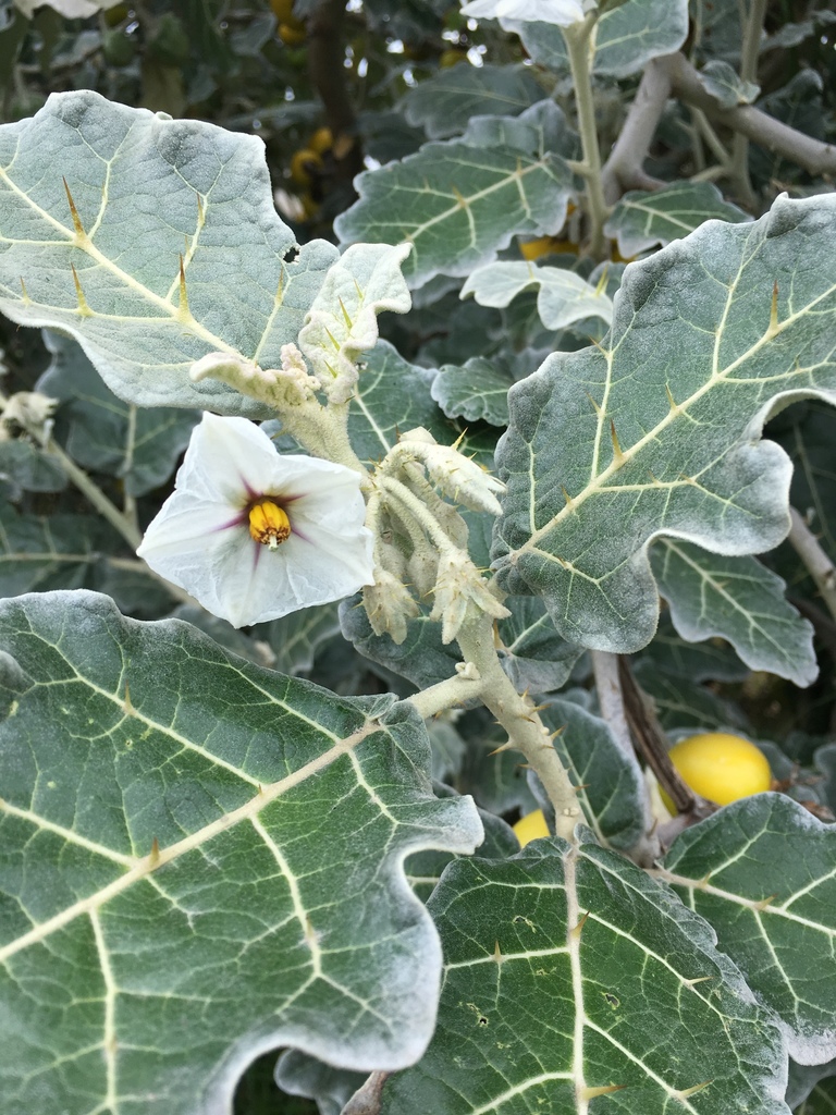 Solanum marginatum (White-margined nightshade), non-native California shrub