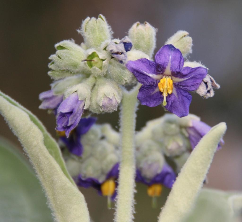 Solanum mauritianum (Earleaf nightshade), California shrub / tree