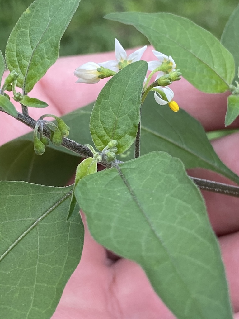 Solanum nigrum (Black nightshade), non-native California subshrub
