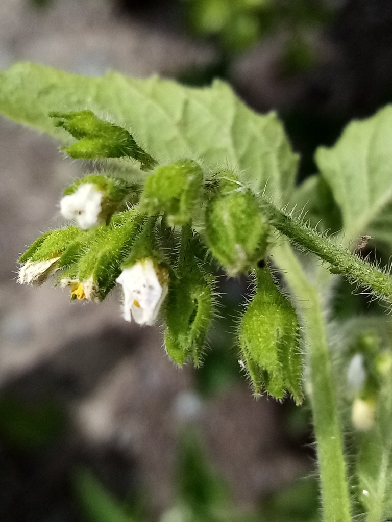 Solanum nitidibaccatum (Green nightshade), native California annual