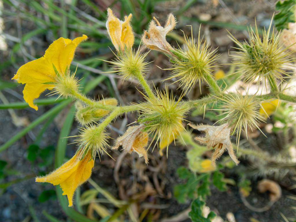 Solanum rostratum (Buffalobur), non-native California herb