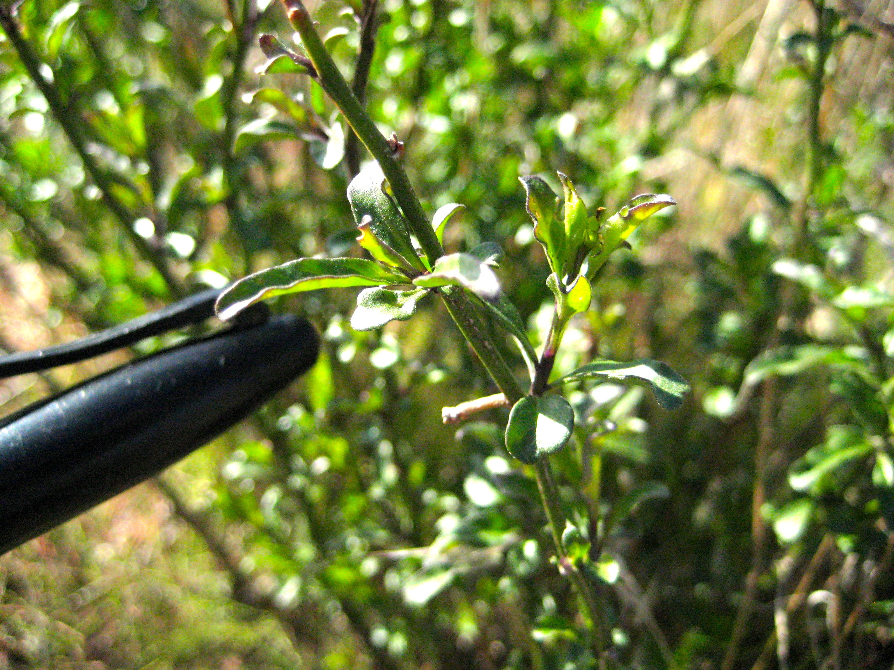 Solanum sp. (Nightshade), non-native California annual