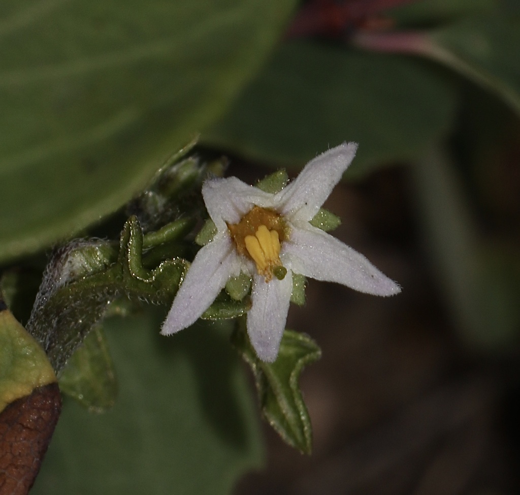 Solanum triflorum (Cutleaf nightshade), non-native California herb