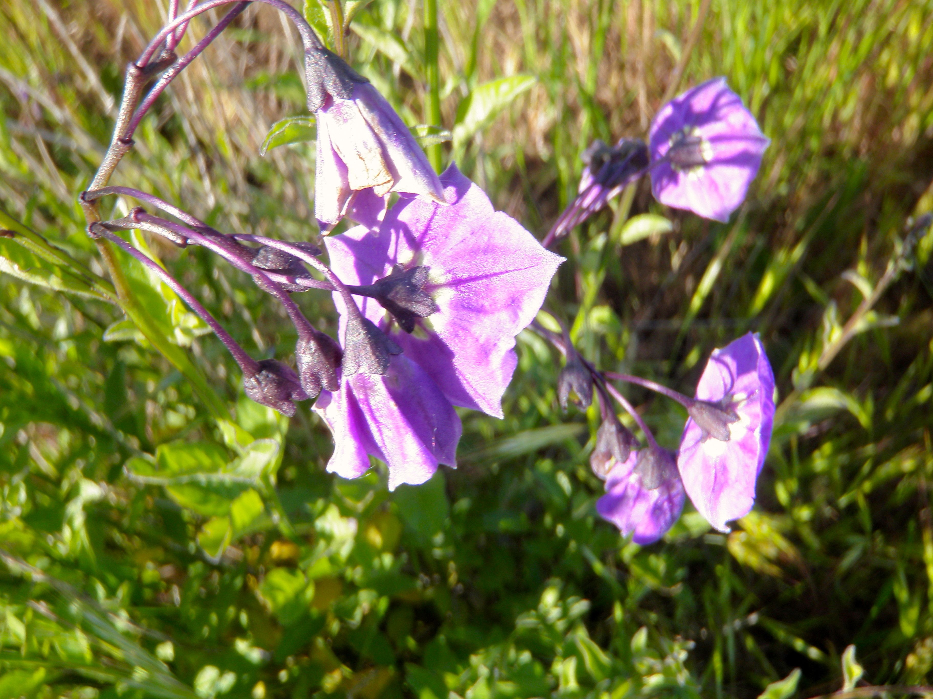 Solanum umbelliferum var. spencerae (Parish nightshade), native California subshrub