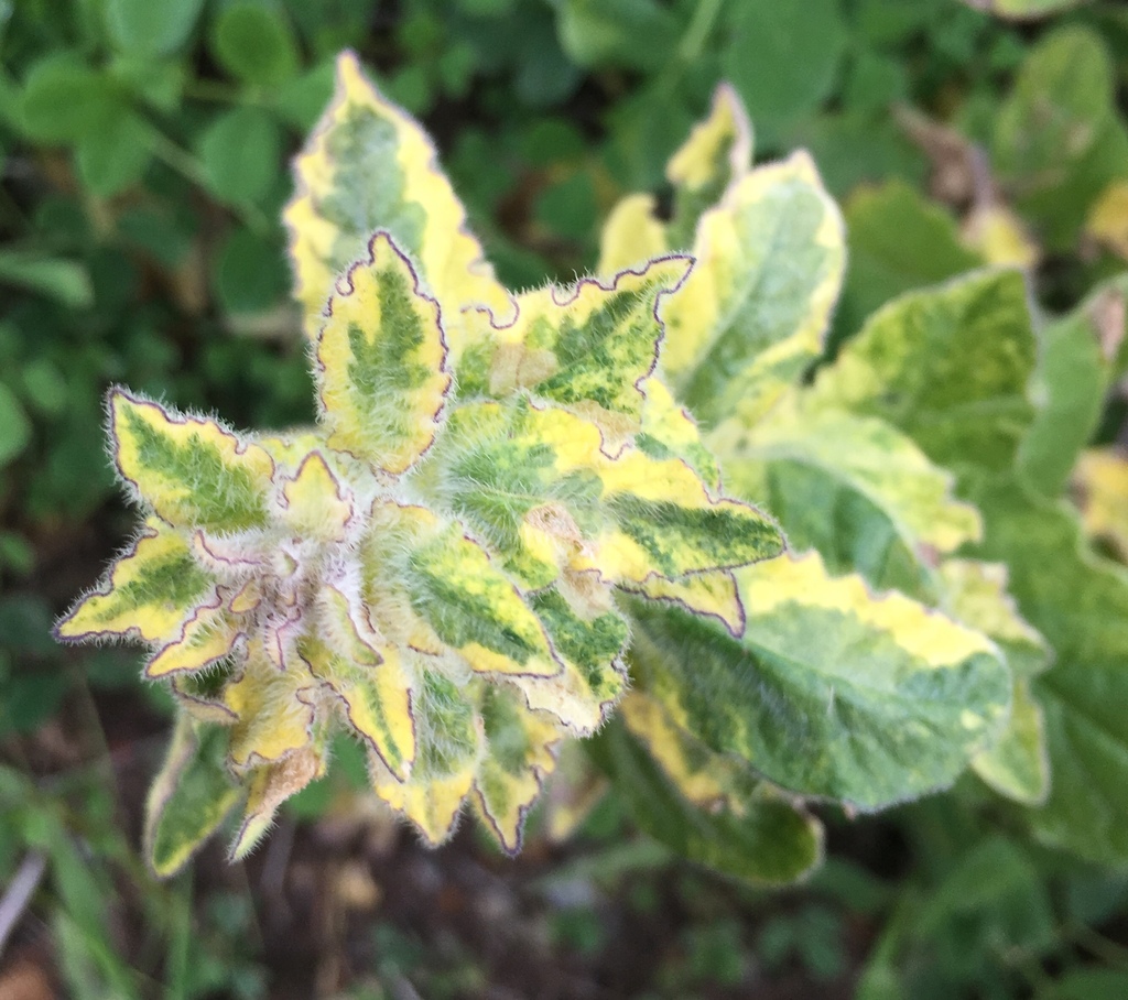 Solanum umbelliferum var. umbelliferum (Blue witch nightshade), native California subshrub