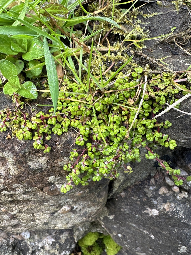 Soleirolia soleirolii (Baby's tears), non-native California herb