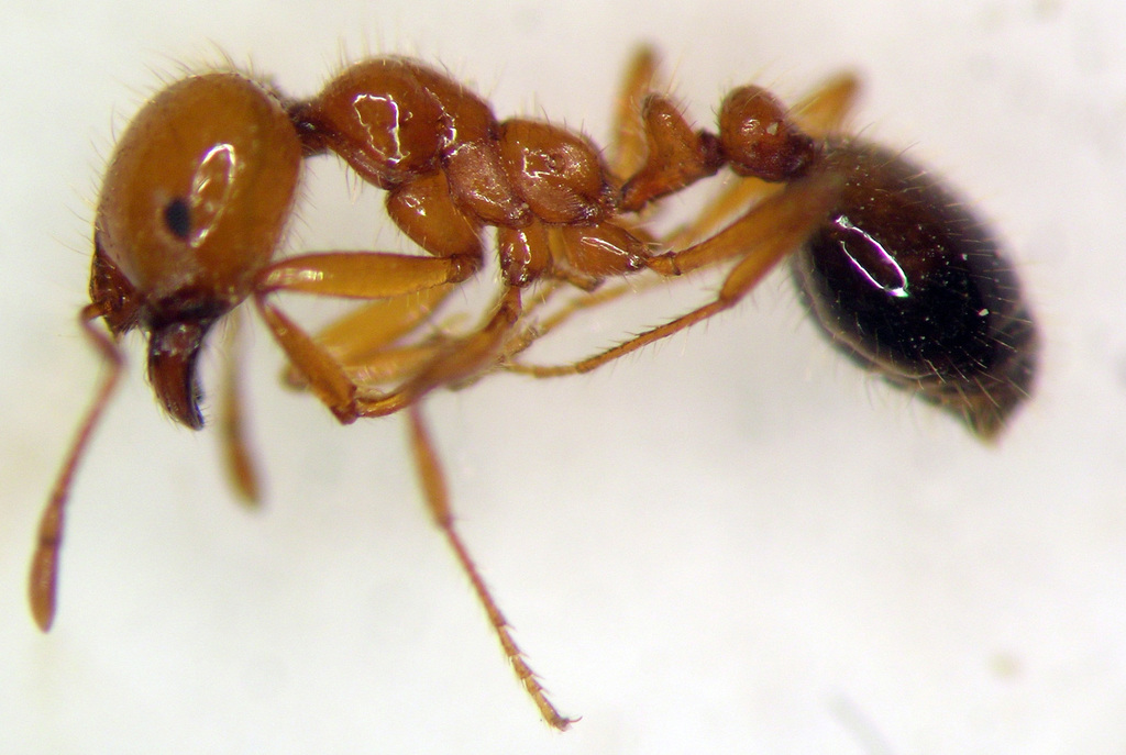 Solenopsis xyloni (Southern Fire Ant), California species