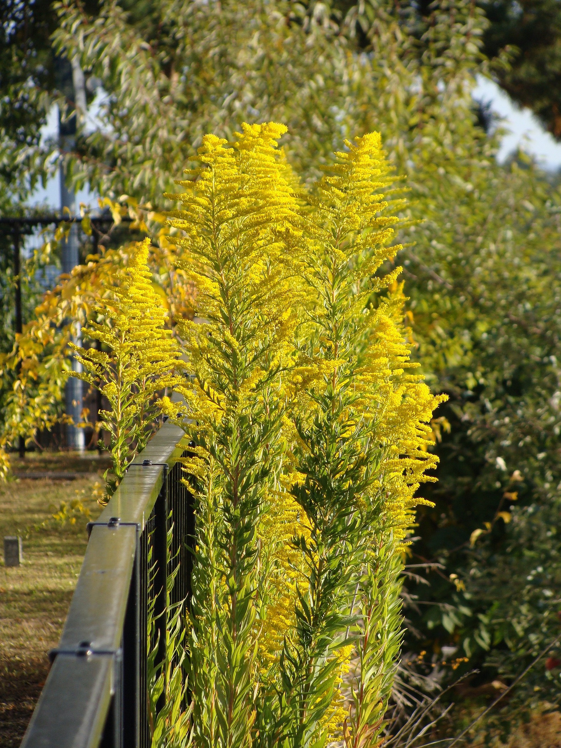 Solidago altissima subsp. altissima (Late goldenrod), non-native California perennial