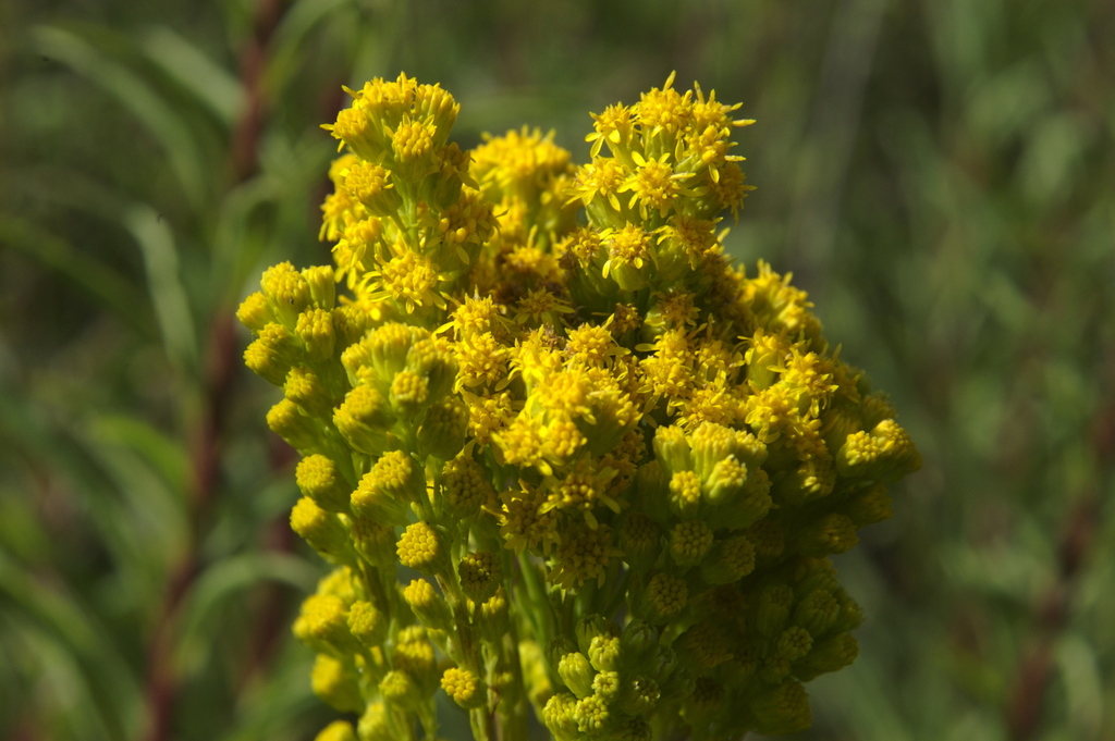 Solidago confinis (Southern goldenrod), native California perennial