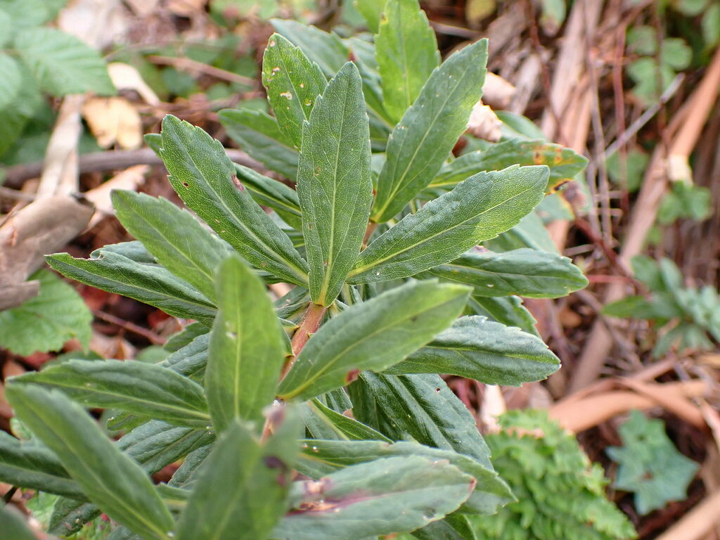 Solidago elongata (West coast canada goldenrod), native California perennial