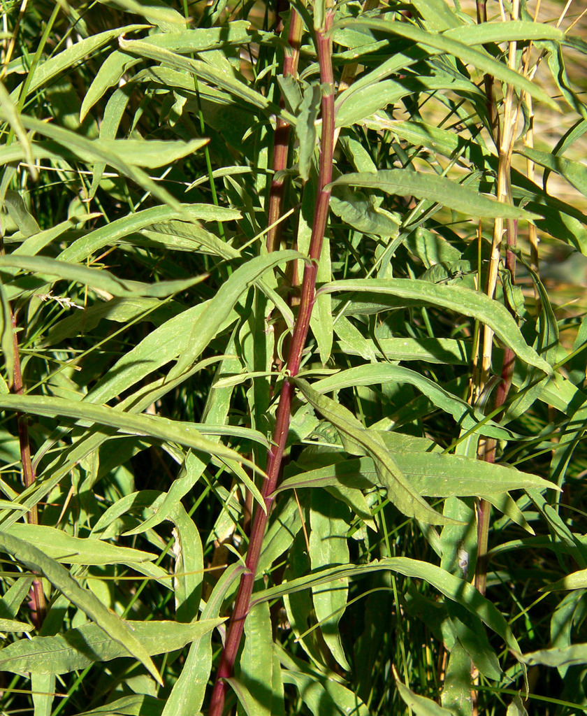 Solidago guiradonis (Guirado's goldenrod), native California herb