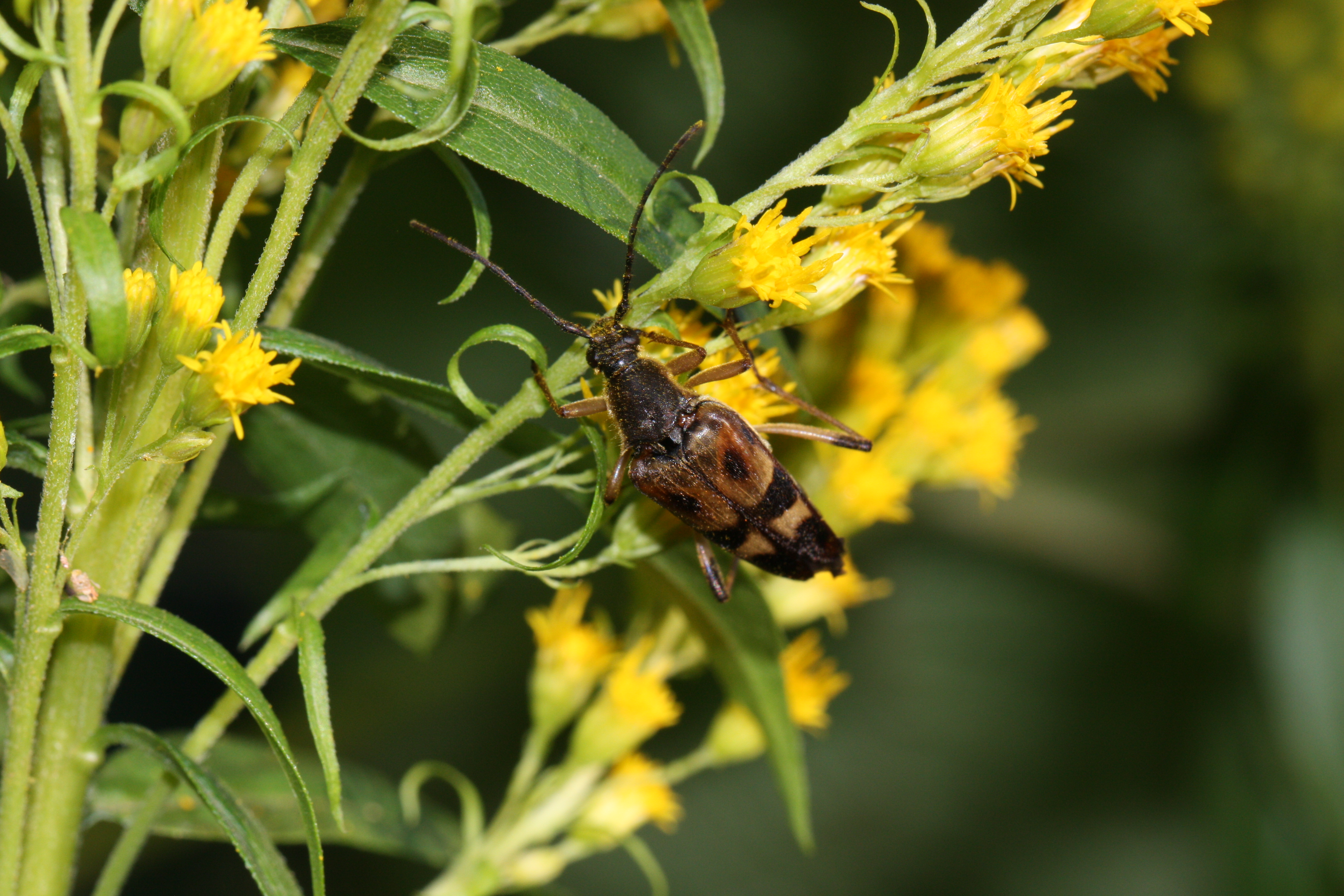 Solidago lepida var. salebrosa (Western goldenrod), native California herb