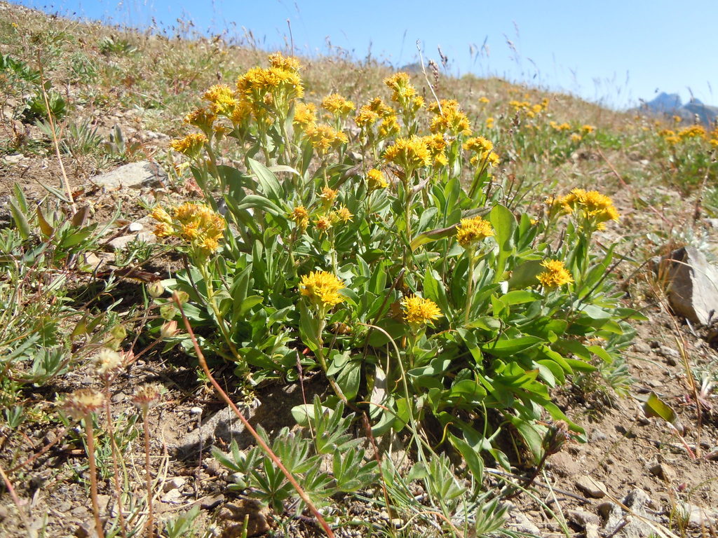 Solidago multiradiata (Northern goldenrod), native California subshrub