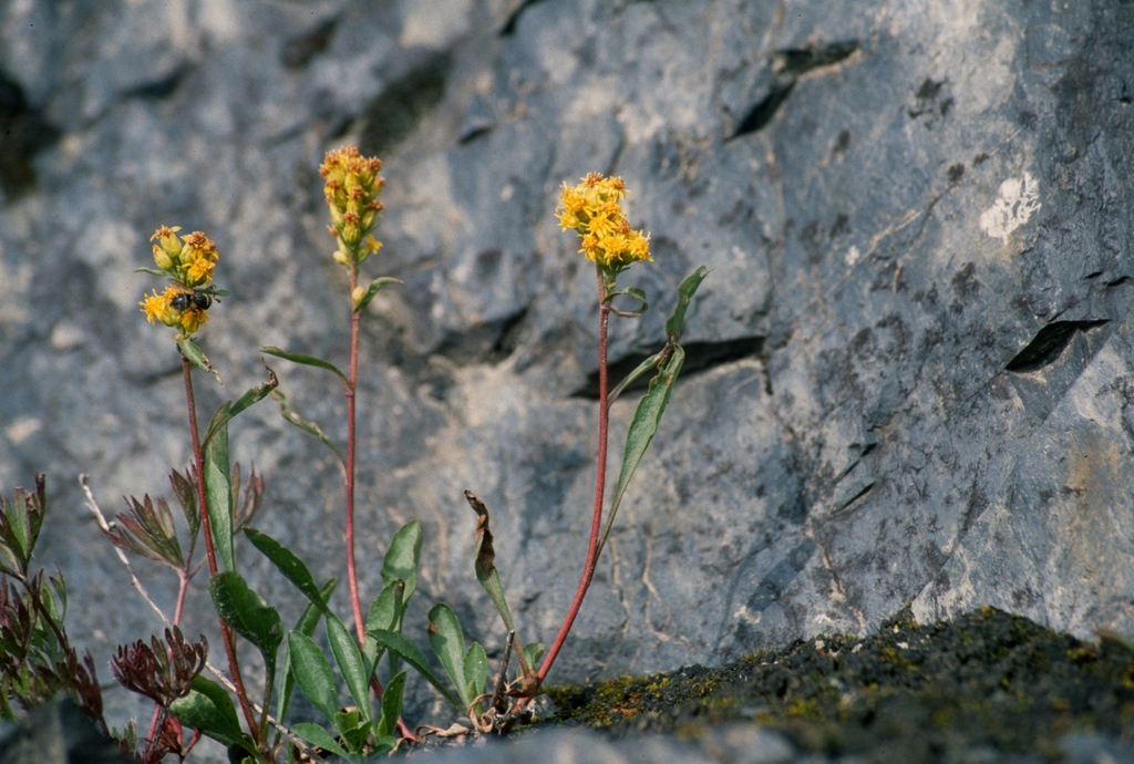 Solidago spathulata (Coast goldenrod), native California perennial