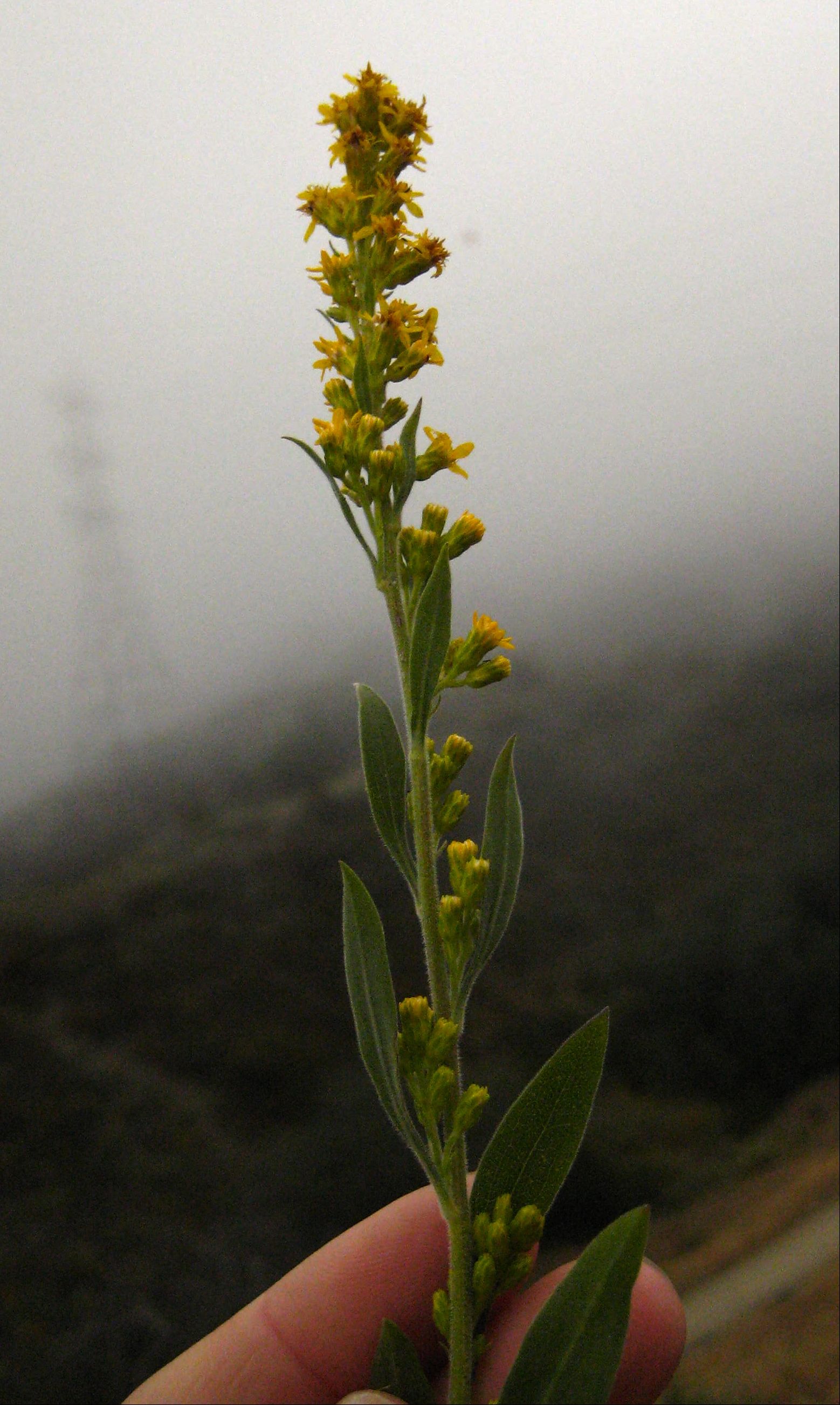 Solidago velutina subsp. californica (California goldenrod), native California perennial