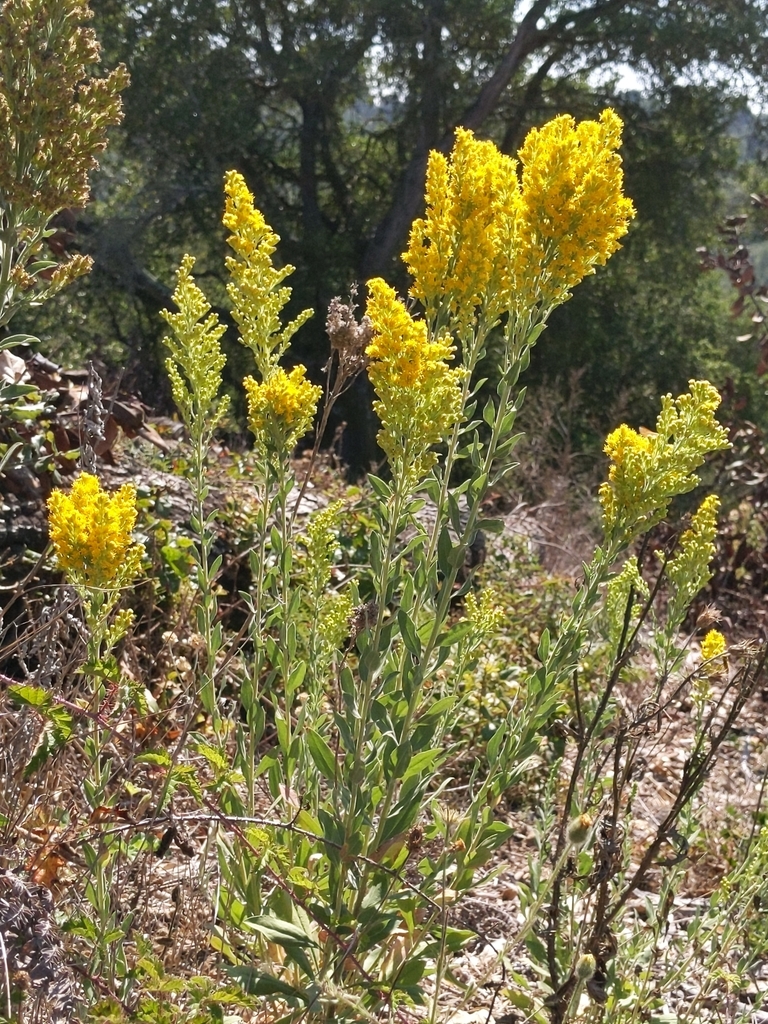 Solidago velutina — parent species of Solidago velutina subsp. sparsiflora