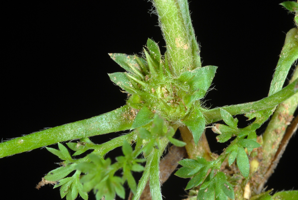 Soliva sessilis (Common soliva), non-native California herb