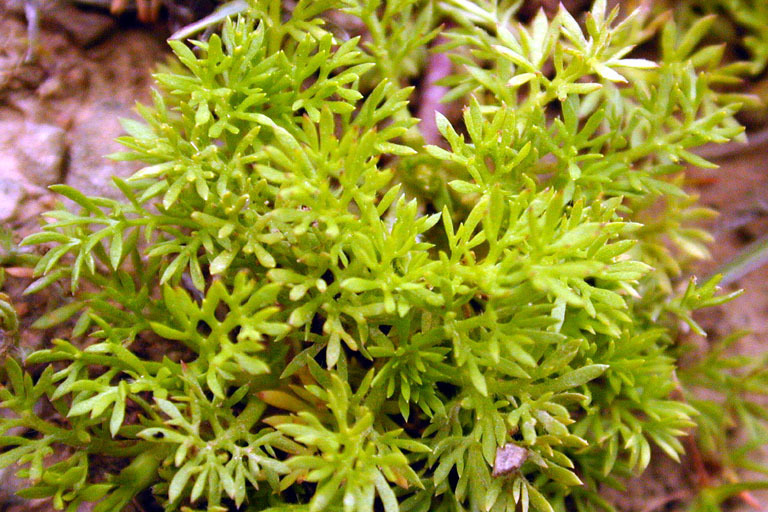 Soliva sp., non-native California annual