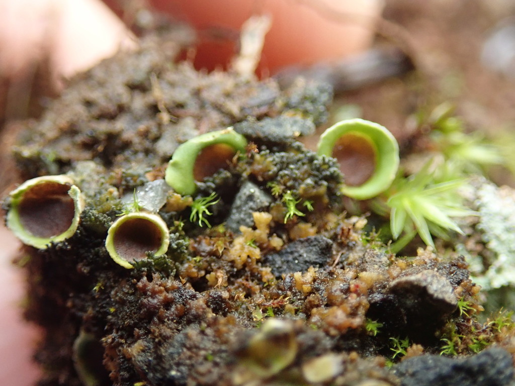 Solorina spongiosa (fringed chocolate chip lichen), California species