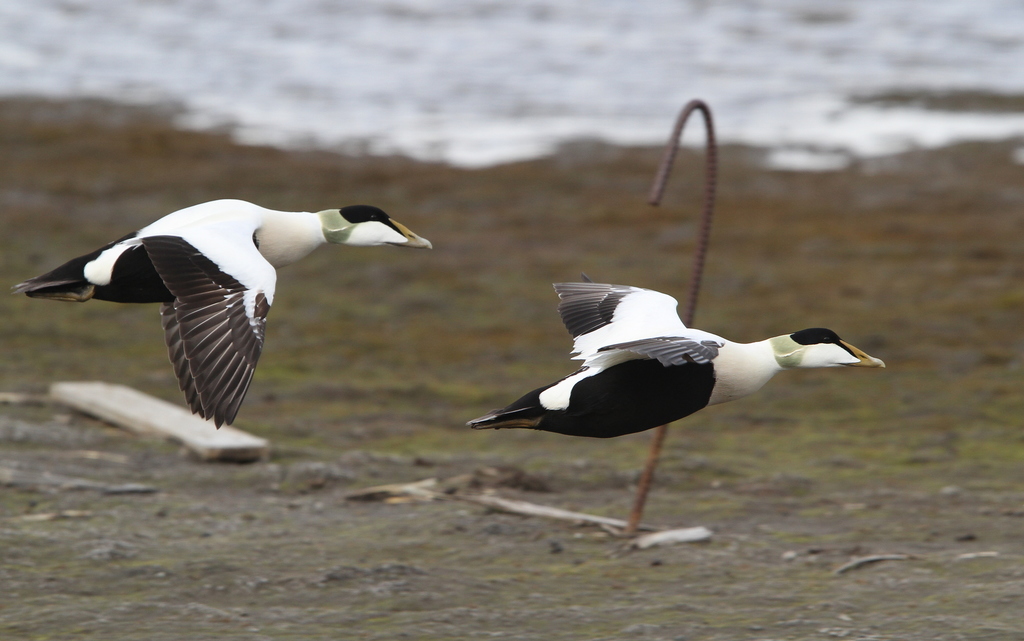 Somateria mollissima (Common Eider), California species