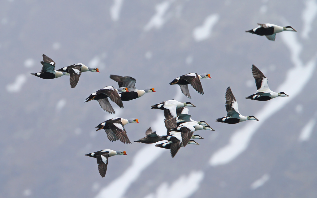 Somateria spectabilis (King Eider), California species