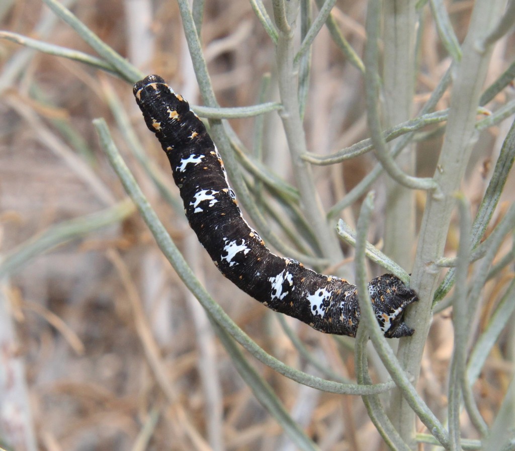 Somatolophia ectrapelaria, California species