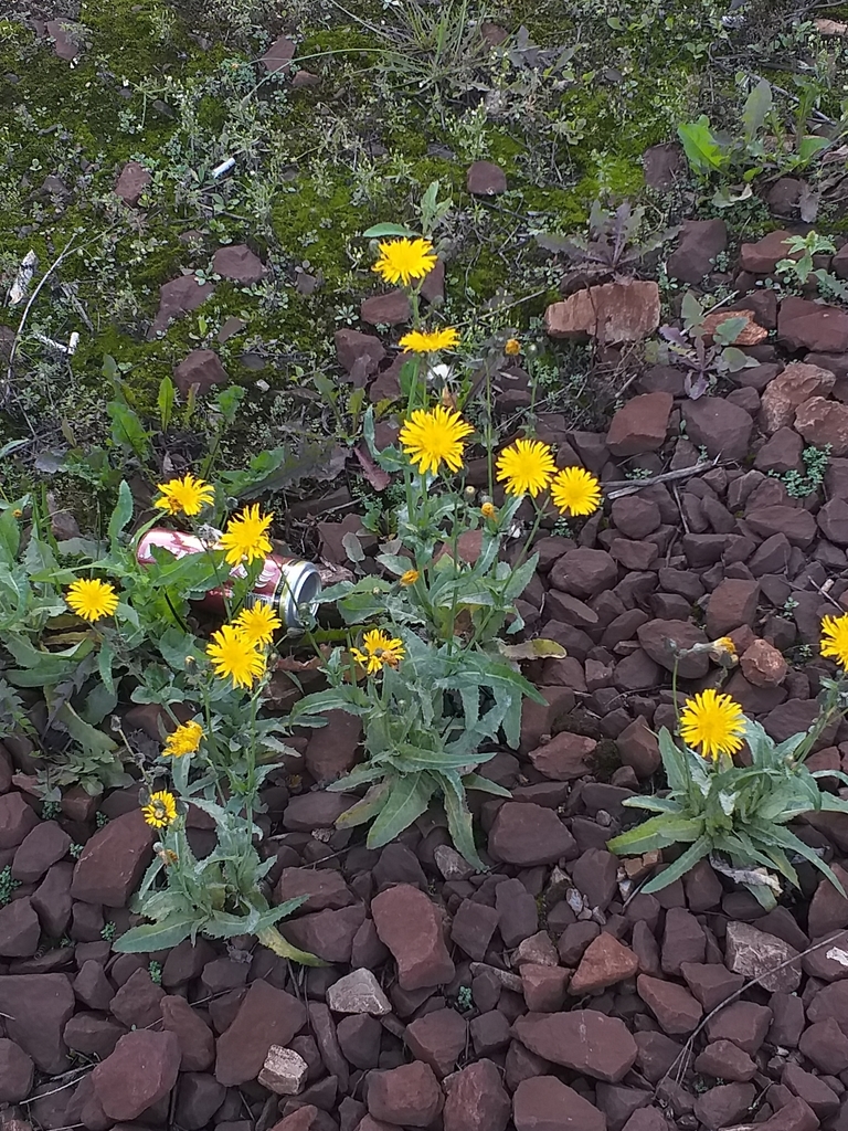 Sonchus arvensis — parent species of Sonchus arvensis subsp. uliginosus