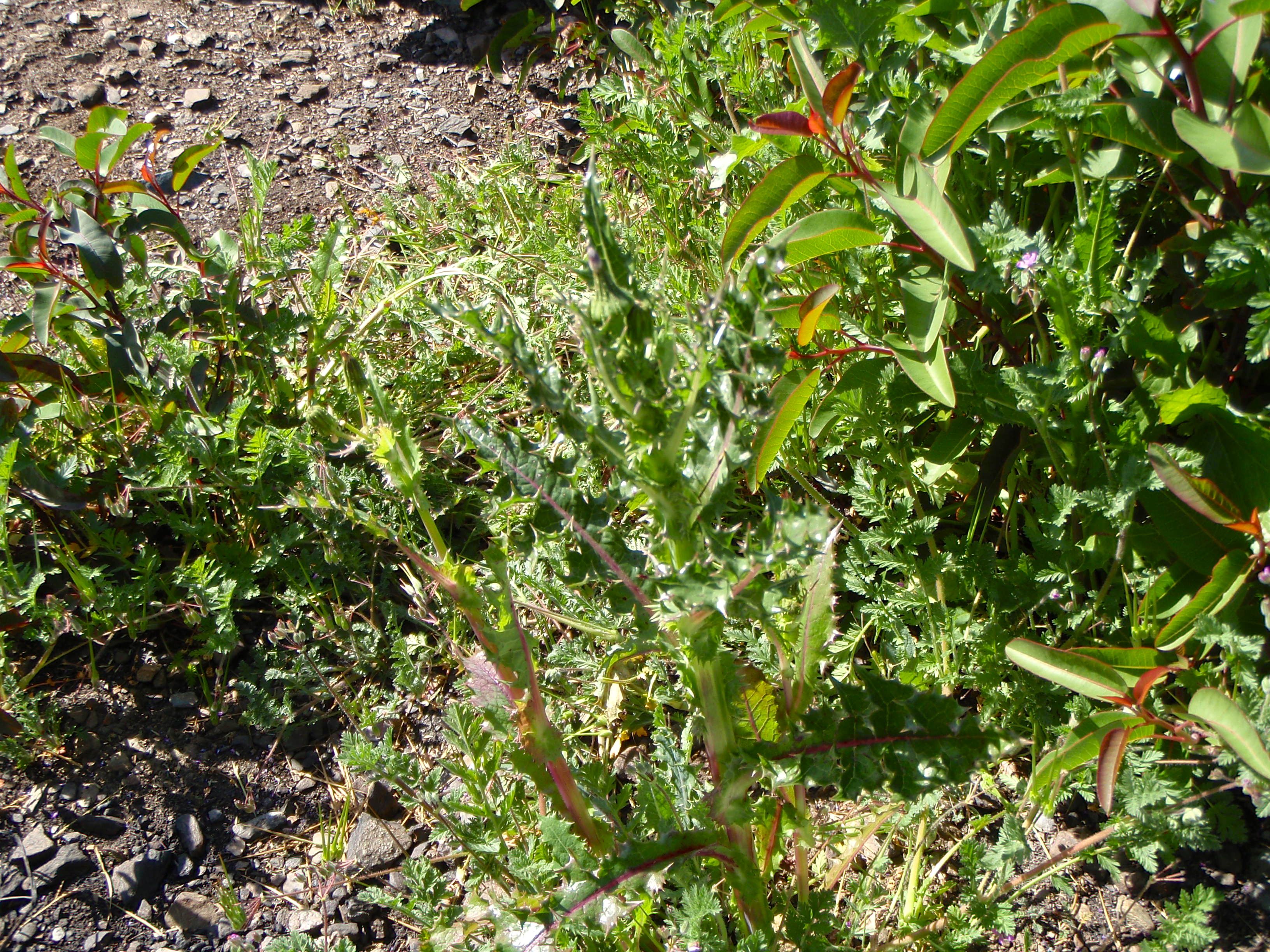 Sonchus asper subsp. asper (Prickly sow thistle), non-native California annual