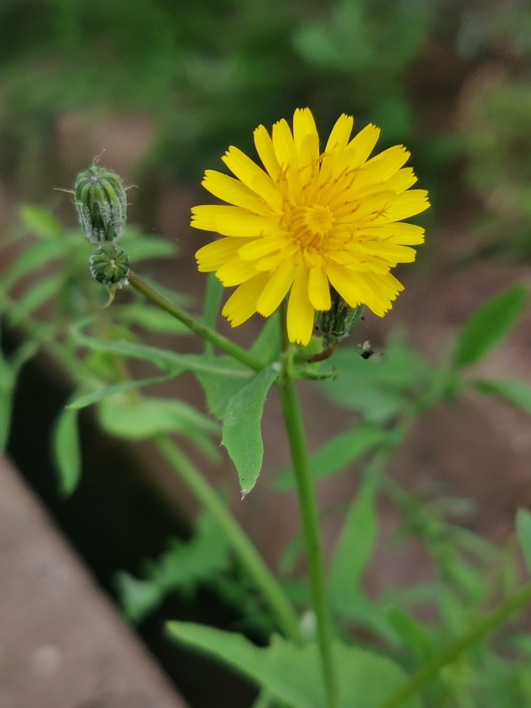 Sonchus tenerrimus (Slender sow thistle), non-native California herb