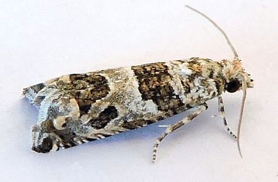 Sonia vovana, California species