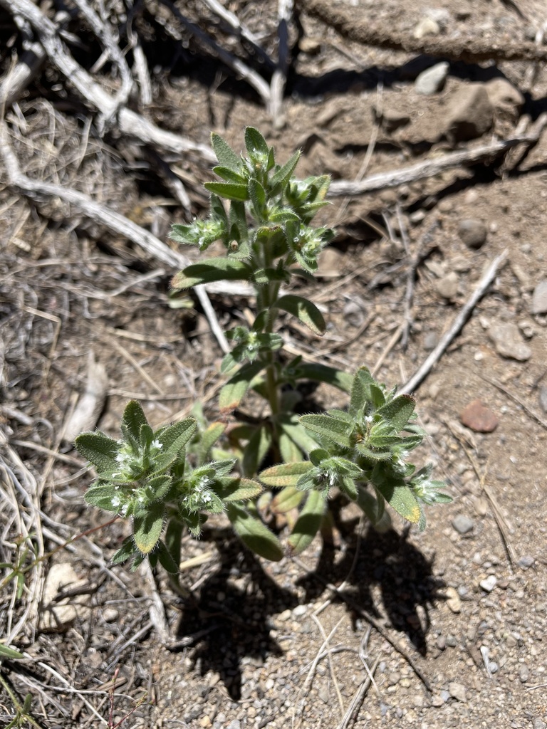 Sonnea hispida (Cascade popcornflower), native California herb
