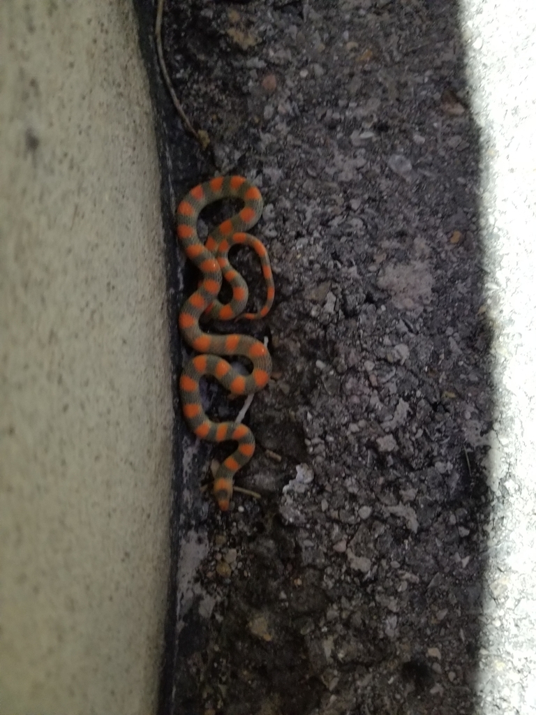 Sonora semiannulata (Western Groundsnake), California species
