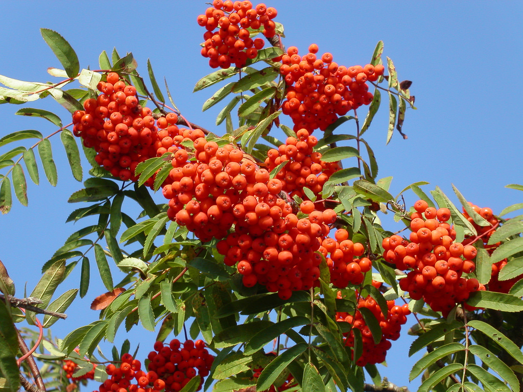 Sorbus aucuparia (European mountain ash), non-native California shrub / tree