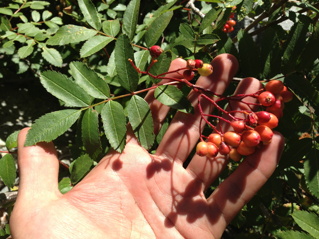 Sorbus californica (California mountain ash), native California shrub