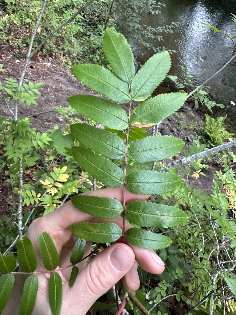 Sorbus scopulina (Rocky mountain or cascade mountain ash), native California shrub / tree
