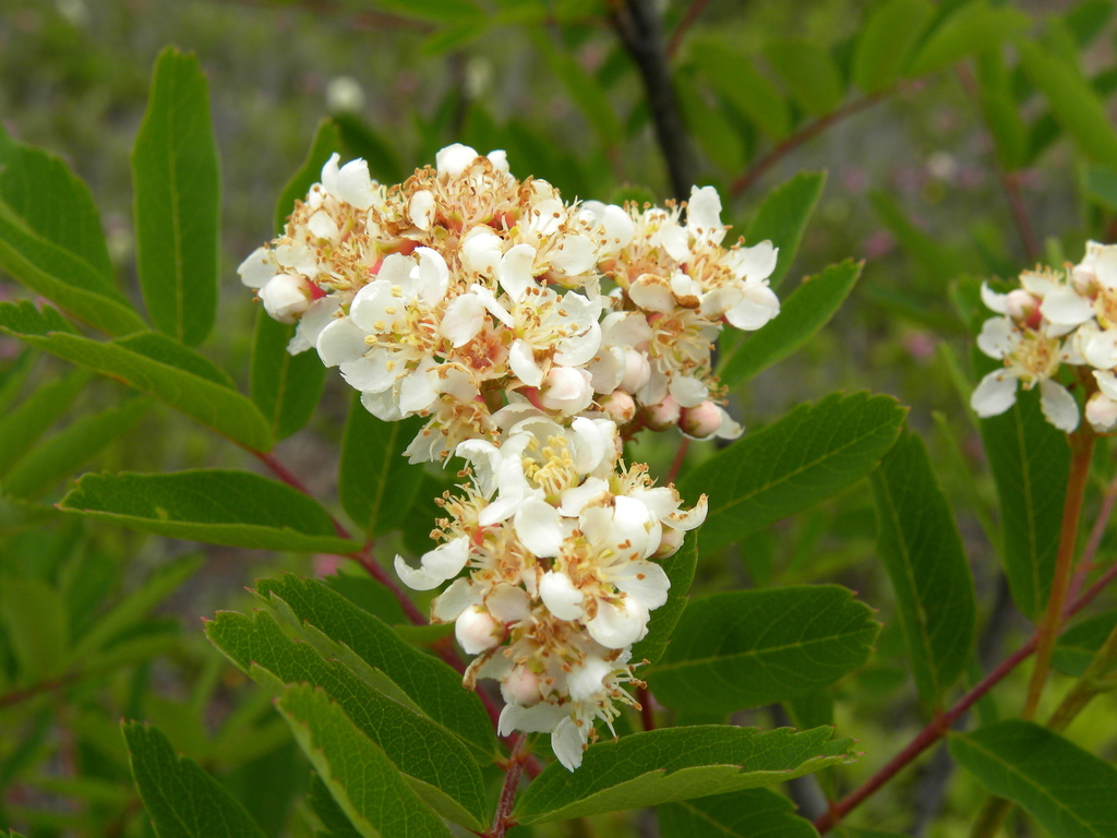 Sorbus sitchensis (Western mountain ash), native California shrub / tree