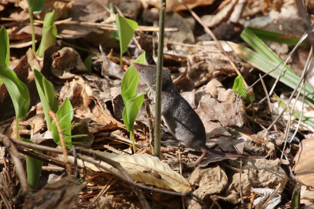 Sorex tennelus (Inyo Shrew), California species