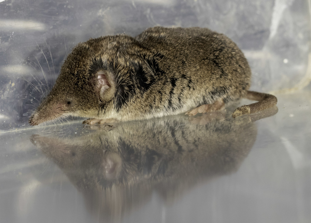 Sorex ornatus (Ornate Shrew), California species