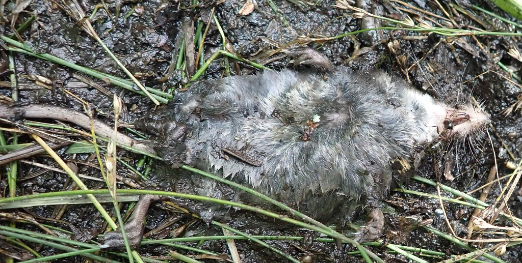 Sorex palustris (American Water Shrew), California species