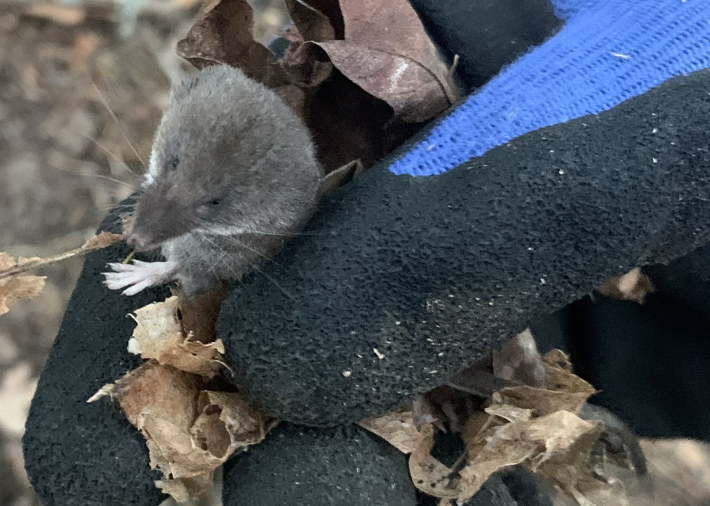 Sorex trowbridgii (Trowbridge's Shrew), California species