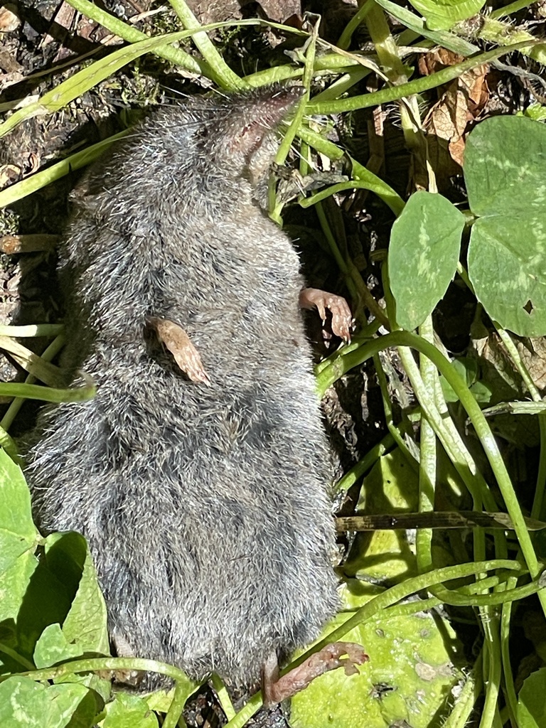 Sorex vagrans (Vagrant Shrew), California species