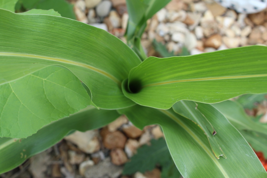 Sorghum bicolor (Sorghum), non-native California grass