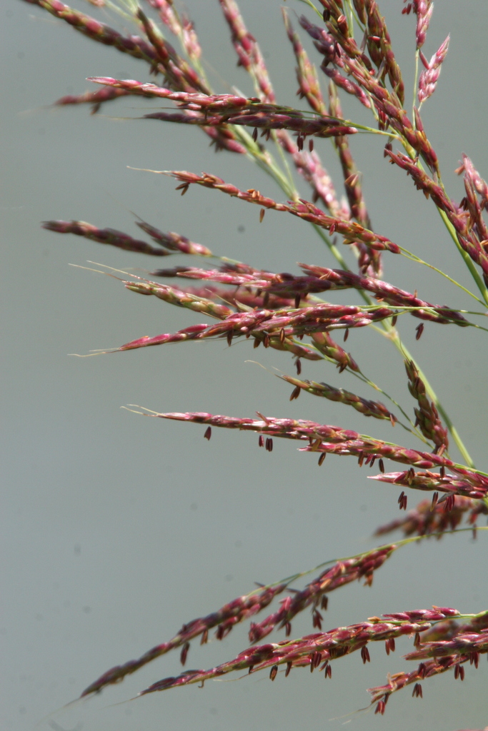 Sorghum halepense (Johnson grass), non-native California grass