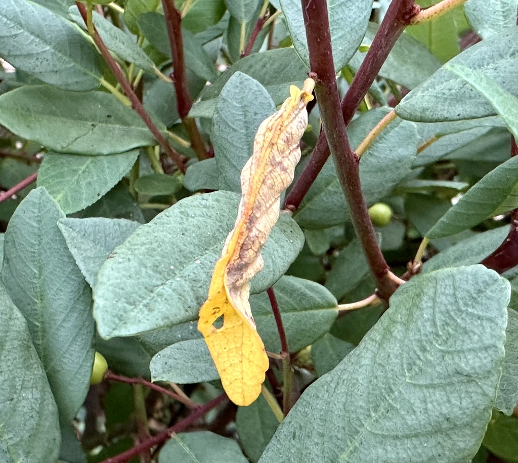 Sorhagenia nimbosus (Coffeeberry Midrib Gall Moth), California species