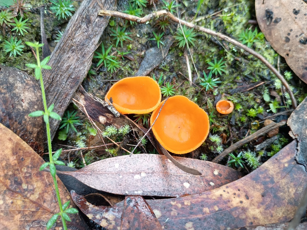 Sowerbyella rhenana (stalked orange peel fungus), California fung