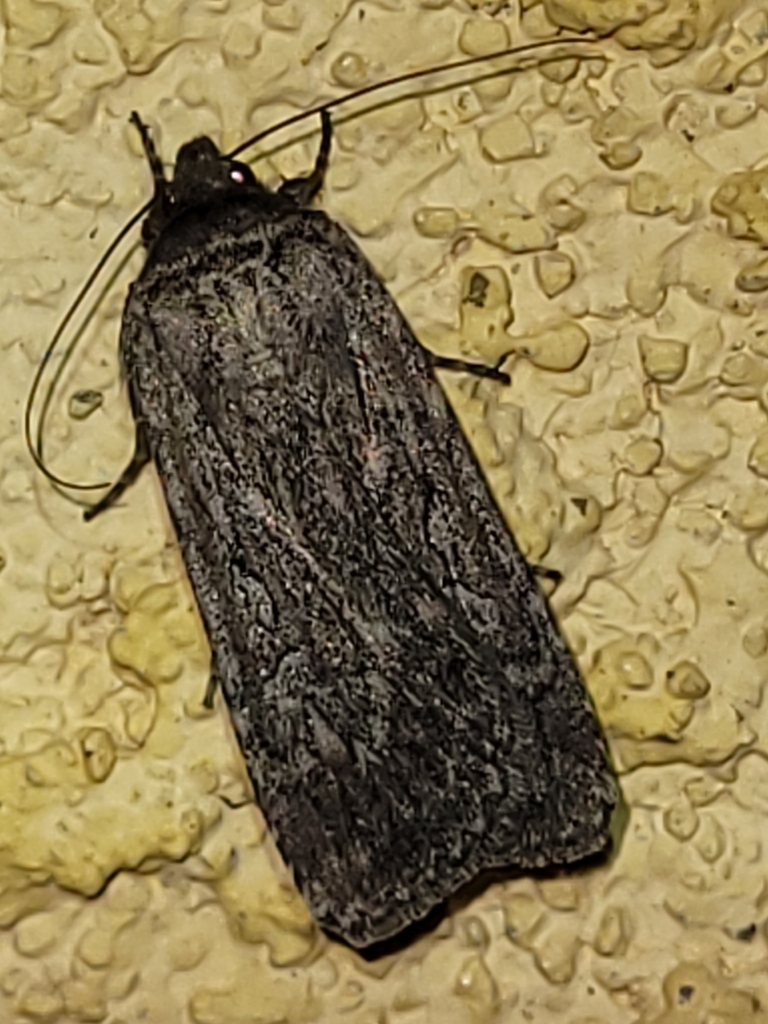 Spaelotis bicava, California species