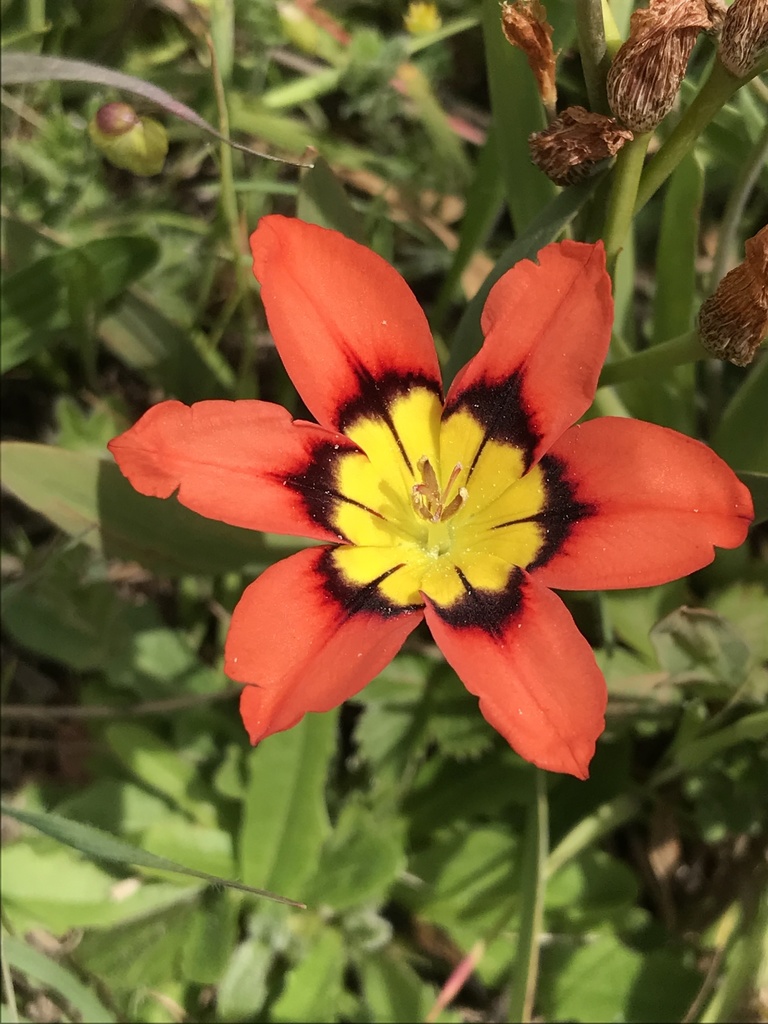 Sparaxis tricolor (Harlequin flower), non-native California herb
