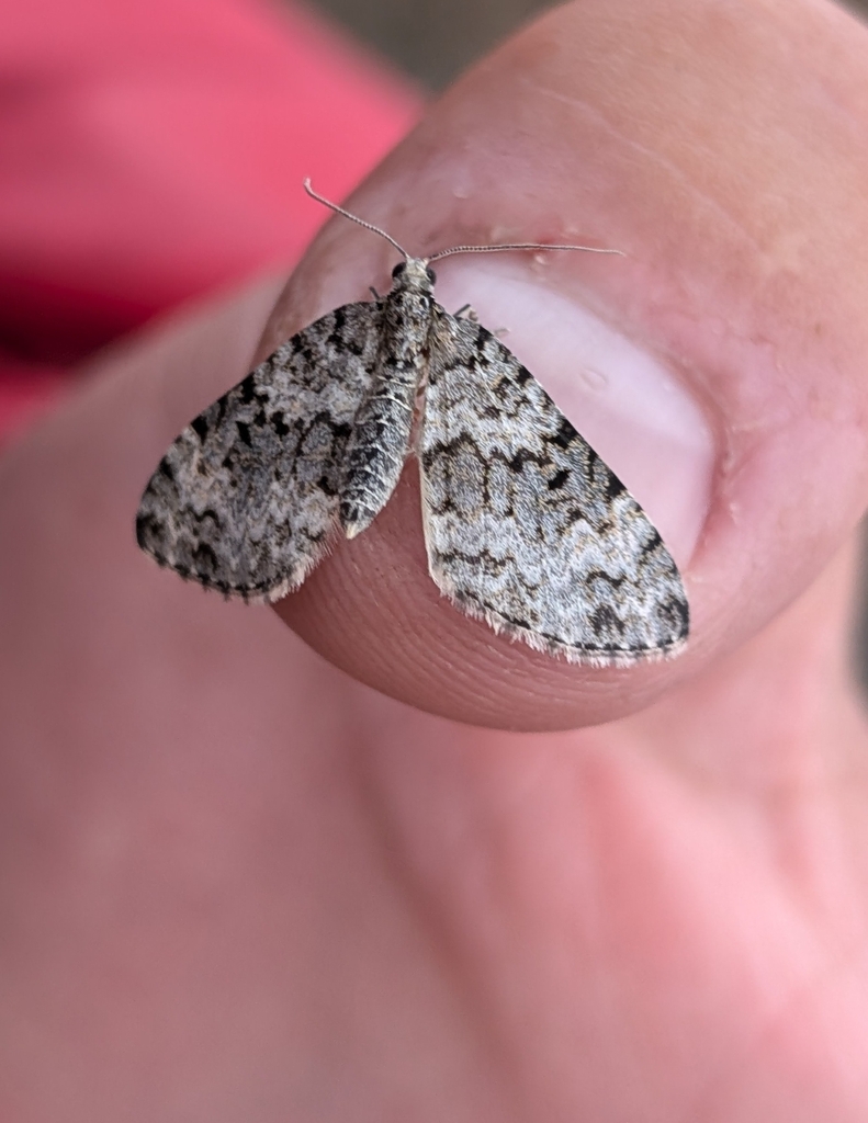 Spargania magnoliata (Double-banded Carpet), California species
