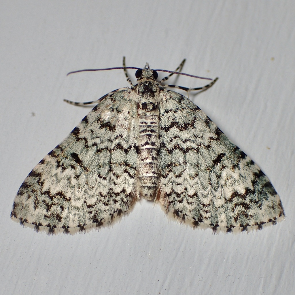 Spargania viridescens, California species
