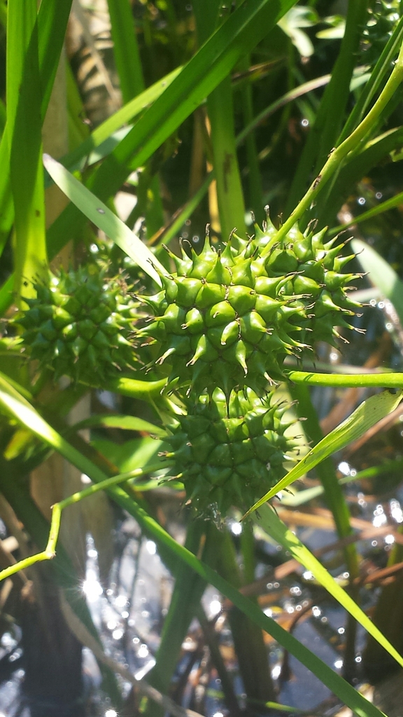 Sparganium eurycarpum (Broadfruit bur reed), native California herb